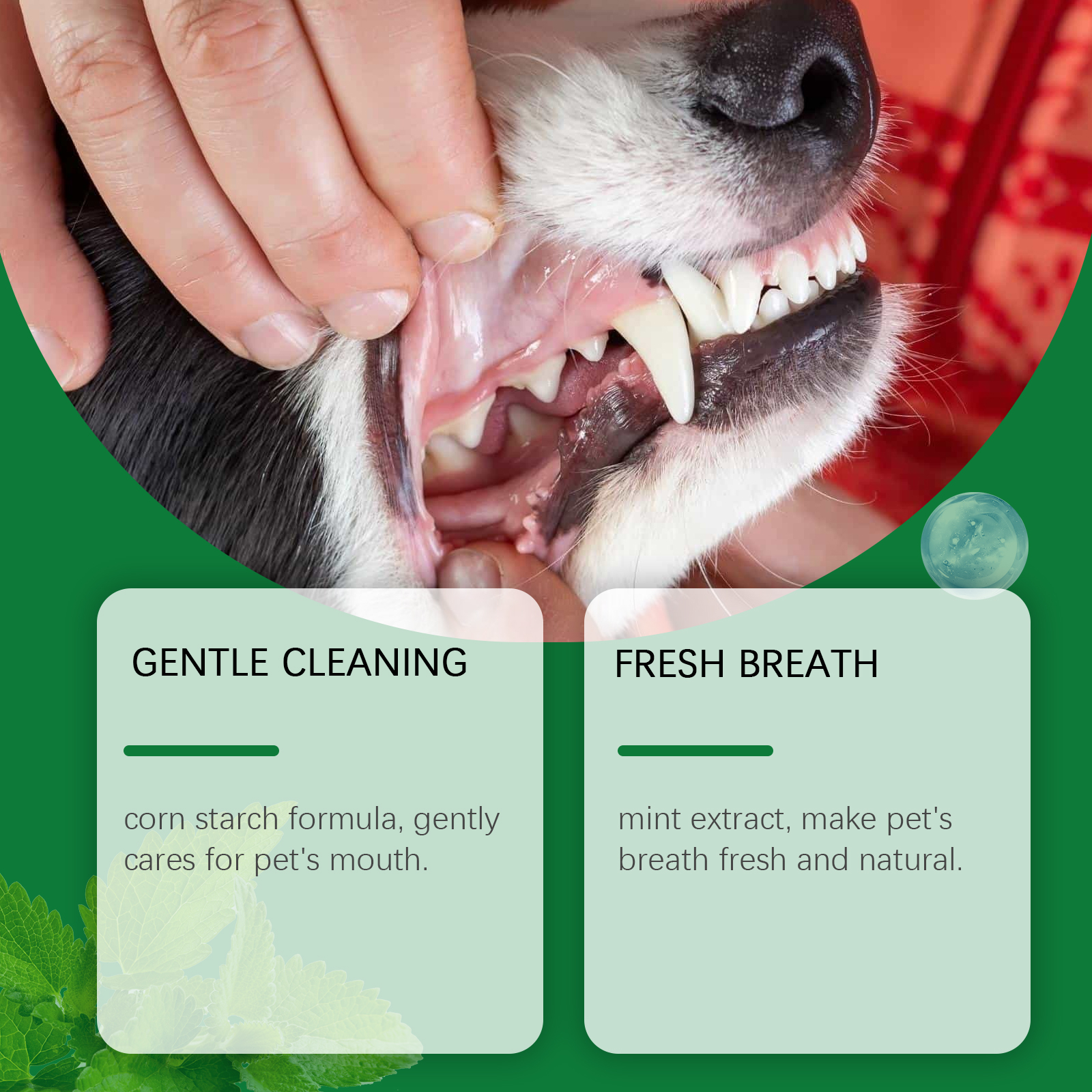 Pet Teeth Cleaning Powder Redu - Teeth Whitening Clinic 리뷰 및 가격