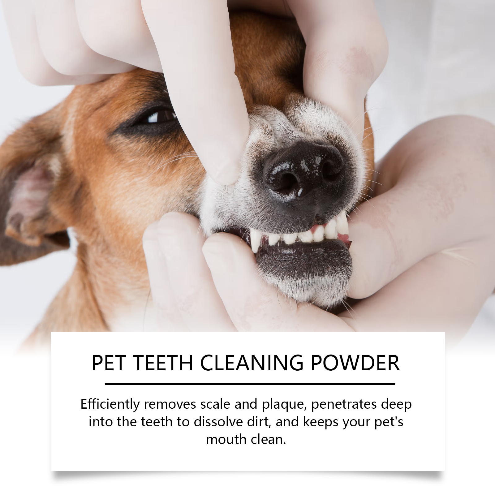 Pet Teeth Cleaning Powder Redu - Teeth Whitening Clinic 리뷰 및 가격