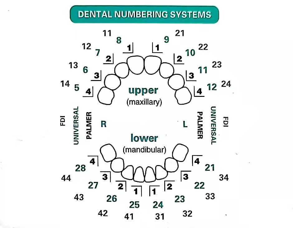 32pcs/Set Dental Veneer Mould  - Teeth Whitening Moulds 리뷰 및 가격